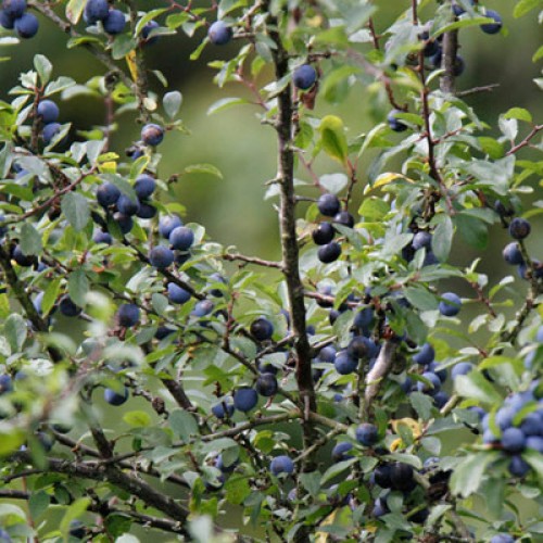 Blackthorn 60/80cm Bare Root (Prunus spinosa) | ScotPlants Direct